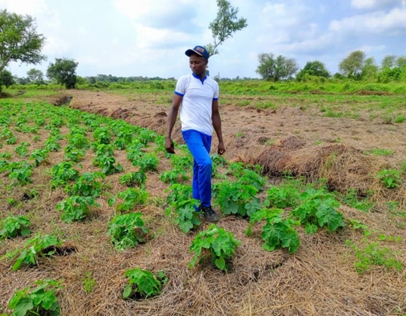 Un homme noir habillé en t-shirt blanc, pantalon bleu et casquette kaki dans un jardin agricole.